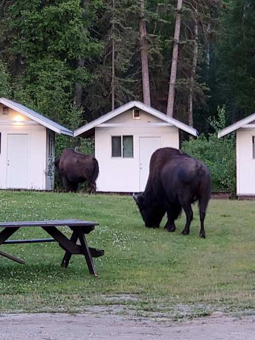 64919620_10158036935877366_4419446116936843264_n