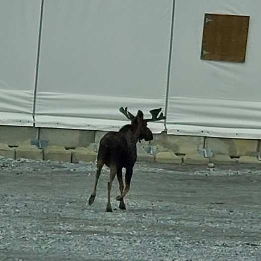 65278290_10158036934997366_993458276668538880_n