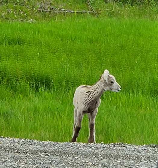 65314653_10158036934247366_6310214690572075008_n