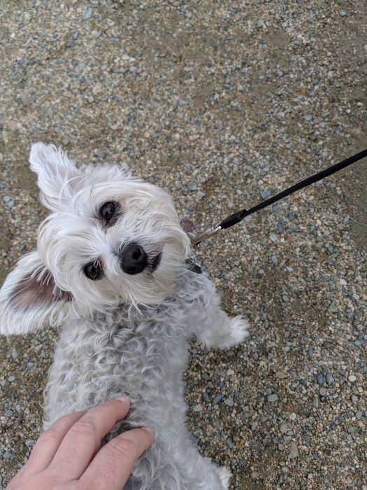 mvimg_20190702_103750